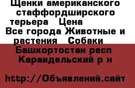 Щенки американского стаффордширского терьера › Цена ­ 20 000 - Все города Животные и растения » Собаки   . Башкортостан респ.,Караидельский р-н